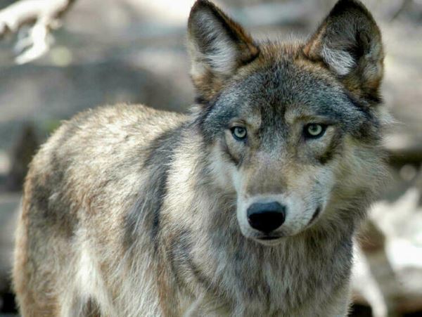 В Чечне волк вернулся в дом к воспитавшему его человеку