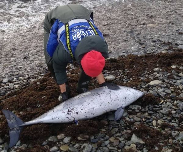 После разлива мазута в Черном море погибли 49 дельфинов