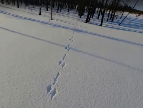 Численность 15 видов диких животных Архангельской области подсчитают