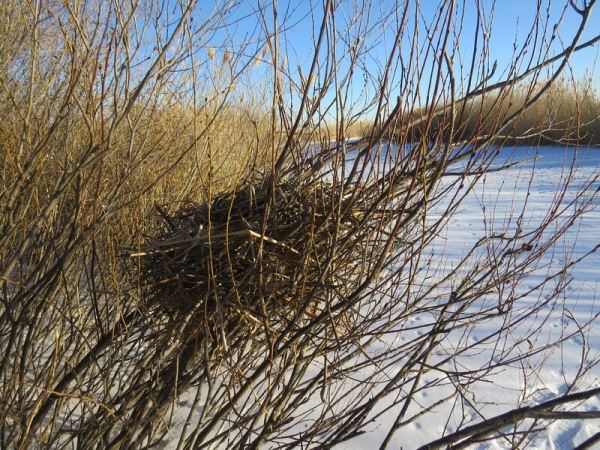 В Даурском заповеднике обнаружили новую колонию больших бакланов