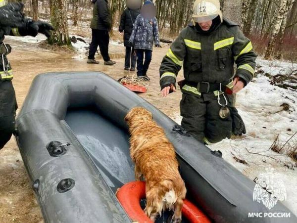 Необычного пловца извлекли из реки в Бежецке в Тверской области