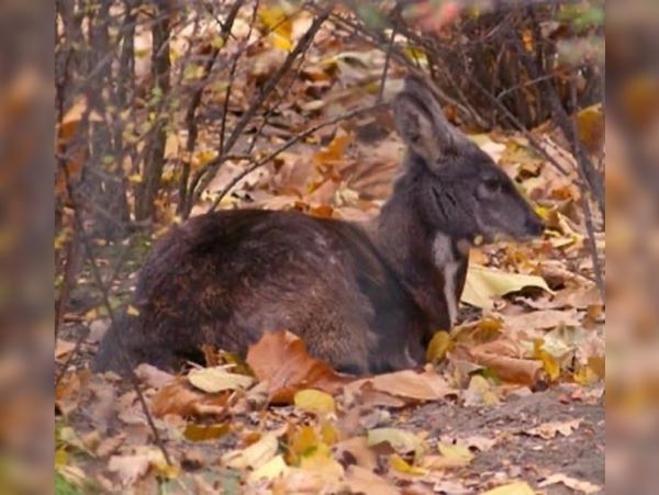 Пошел на кабаргу в Туве - заплати штраф