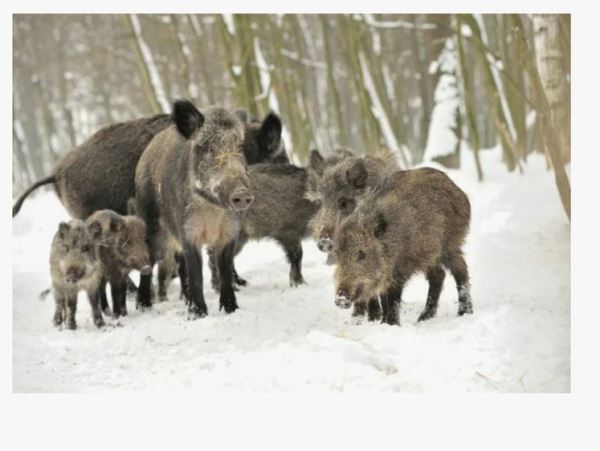 В Забайкалье потребовали проверять каждого добытого кабана и птицу