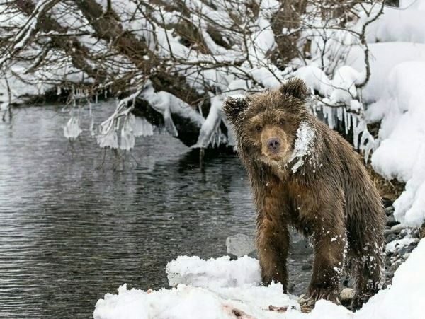 Стал шатуном не по своей воле: разбуженного медведя отстреляли