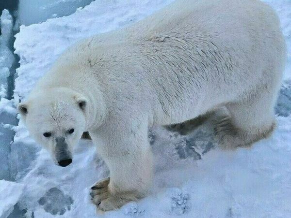 Компания белых медведей пришла к экипажу судна «Вайгач»