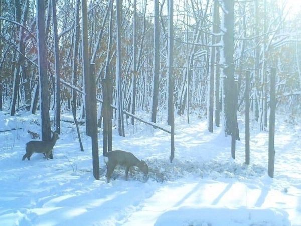 Самарские браконьеры за неделю убили двух косуль и редкую птицу