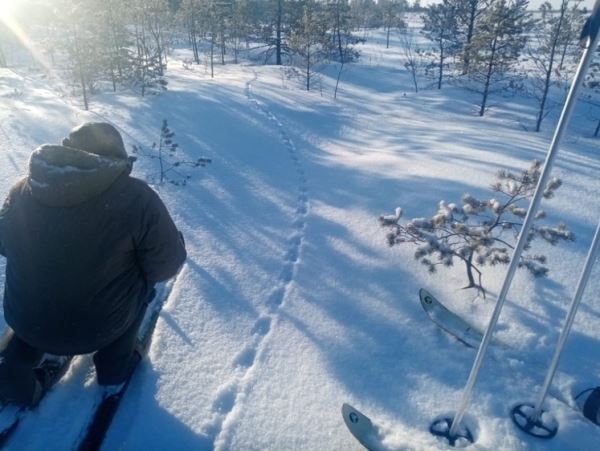 По следам кабанов и лосей: в Карелии идет перепись животных